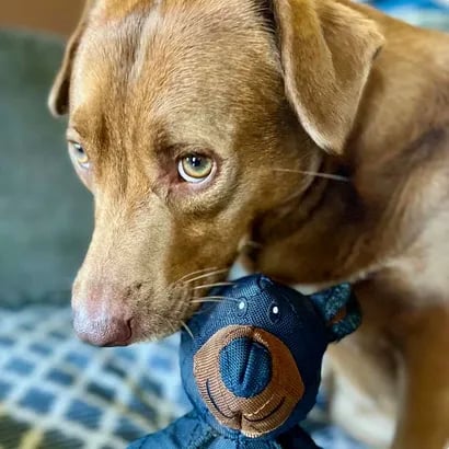 Esslvyshop-Bear™ - End Heavy Chewing Forever with 49% OFF!