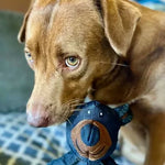 Esslvyshop-Bear™ - Unbreakable Fun for Heavy Chewers! ðŸŽ