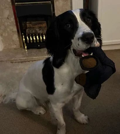 Esslvyshop-Bear™ - Unbreakable Fun for Heavy Chewers! ðŸŽ