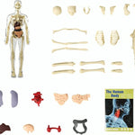 AnatoView™ - Transform Anatomy Learning in 3D Clarity!