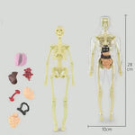 AnatoView™ - Transform Anatomy Learning in 3D Clarity!