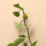 ThumbHooks™ — Transform Your Space into a Tidy Haven Today!